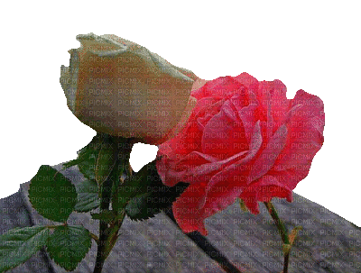 Roses - Безплатен анимиран GIF