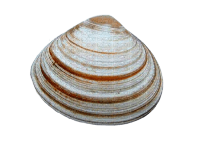 Tube Coquillage - kostenlos png