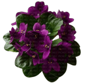 violets - gratis png