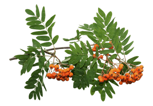 branch rowan by nataliplus - png grátis