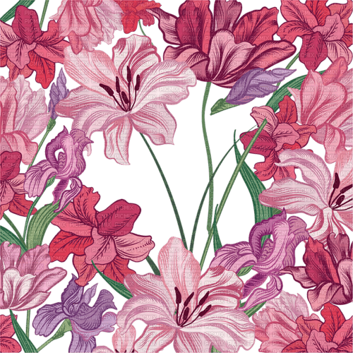 pink flower background frame - png gratis