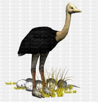 ostrich - GIF animasi gratis