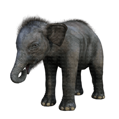 elephant, elefantti, norsu - PNG gratuit