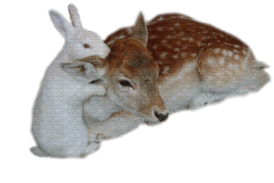 Kaz_Creations Animals Rabbit Bambi - zdarma png