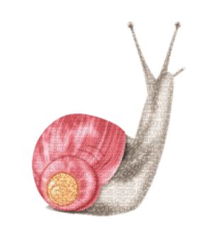 escargot - PNG gratuit