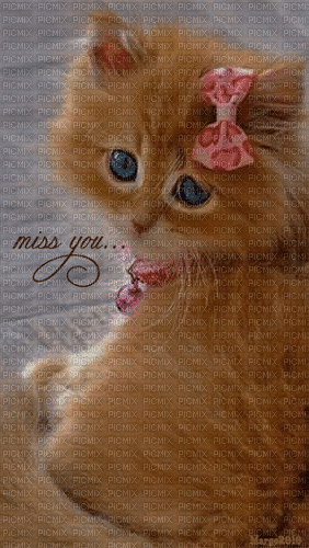 miss you.. - Ingyenes animált GIF