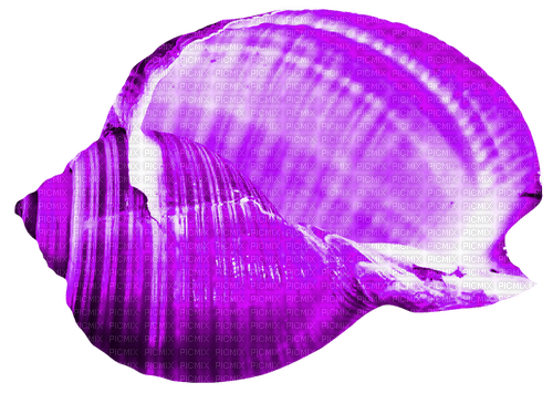 Seashell.Purple - 無料png