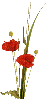 fleurs "coquelicot" - GIF animasi gratis