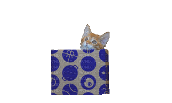Cat.Chat.Gato.kitten.chaton.Victoriabea - 無料のアニメーション GIF