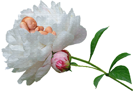 kwiat - 無料のアニメーション GIF