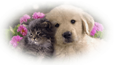 gato y perro by EstrellaCristal - darmowe png