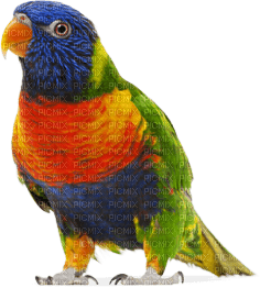 Kaz_Creations Parrot Bird - 無料png