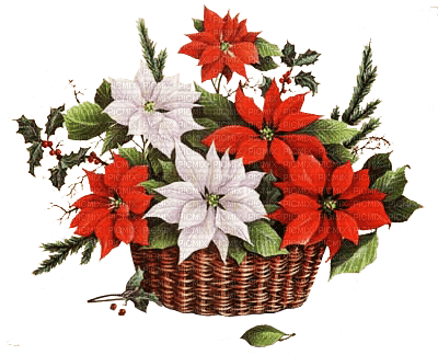 christmas noel red white  flowers - Free PNG