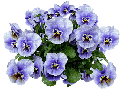 pansy flowers bp - kostenlos png