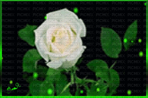 роза распускается - GIF animado grátis