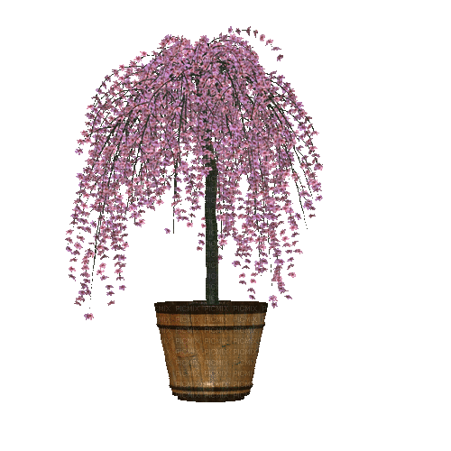 plant terrace - Free animated GIF