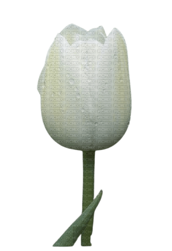 Tulipano bianco - ingyenes png