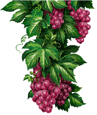 Y.A.M._Summer Flowers Decor Grape - PNG gratuit