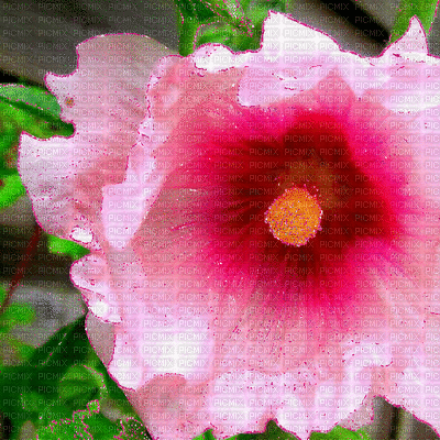 fleur - Kostenlose animierte GIFs