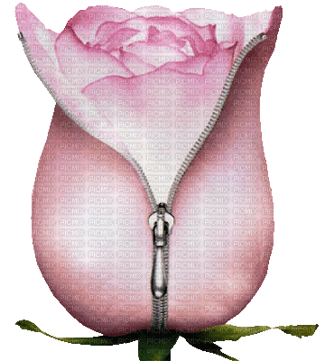 pink rose (created with gimp) - Darmowy animowany GIF