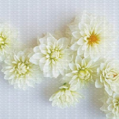 bg-flower-white - 無料png