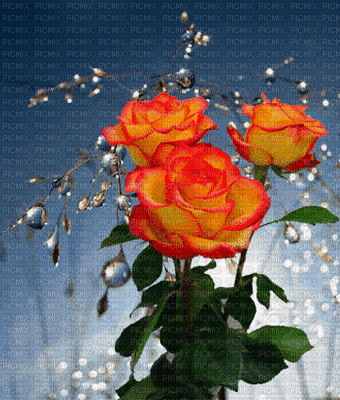 Rózsa - Ingyenes animált GIF