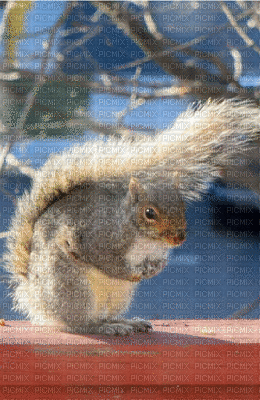 Robert Linley's Squirrel - Animovaný GIF zadarmo