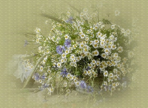 bg-blommor---background-flowers - png ฟรี