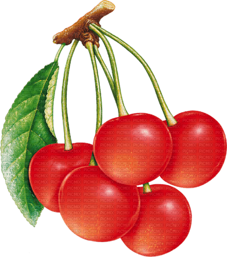 cherries Bb2 - 免费PNG