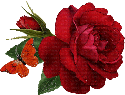 dulcineia8 rosas - Darmowy animowany GIF