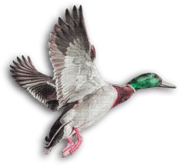 soave deco autumn bird duck vintage pink green - безплатен png