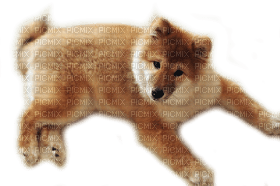 Kaz_Creations Dog Pup - 無料png