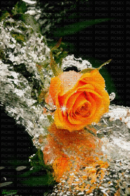Flowers orange bp - GIF animado gratis