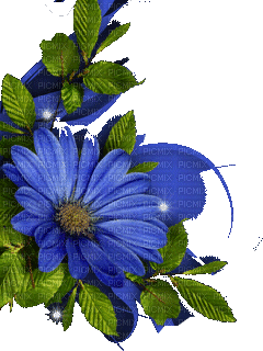 ani-blomma-blå---flower-blue - Бесплатный анимированный гифка