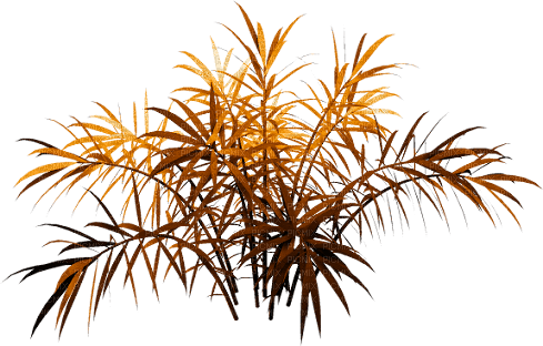 Planta de otoño - darmowe png
