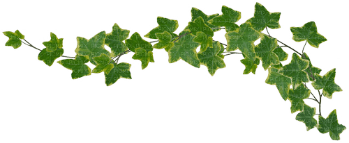 Зеленая ветка - png grátis