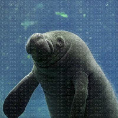 Manatee - 免费PNG