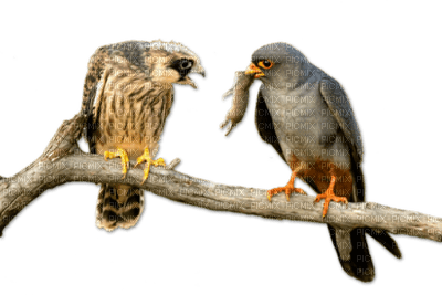 cuervo - darmowe png