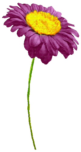 Flower.Purple.Yellow.Animated - KittyKatLuv65 - GIF animé gratuit
