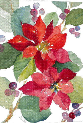 Holy red watercolor flower Christmas - Δωρεάν κινούμενο GIF