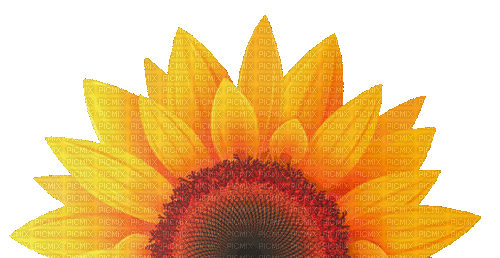 sunflower - Ingyenes animált GIF