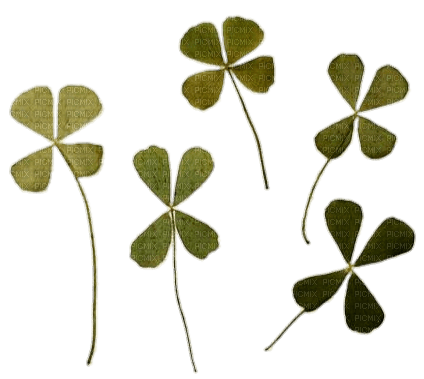 clovers - 免费PNG