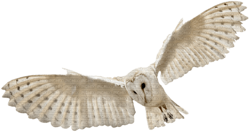 owl bird sunshine3 - Free PNG