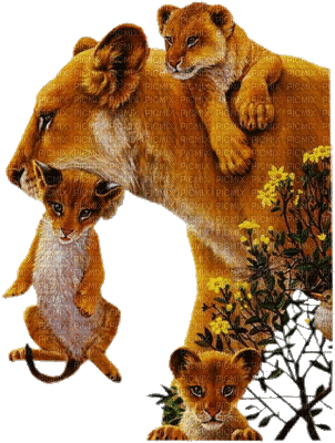 aze lion - Ingyenes animált GIF