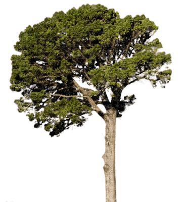 albero - gratis png