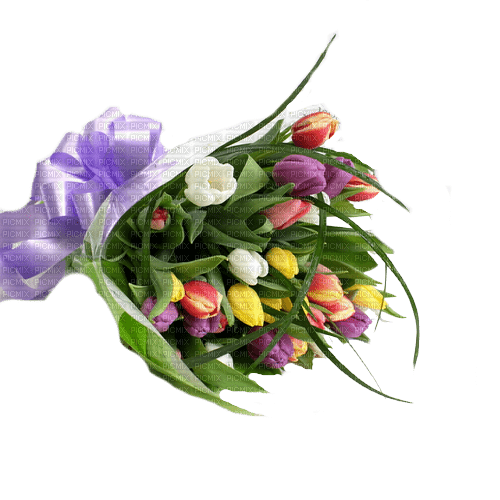 tulipes web charmille - PNG gratuit