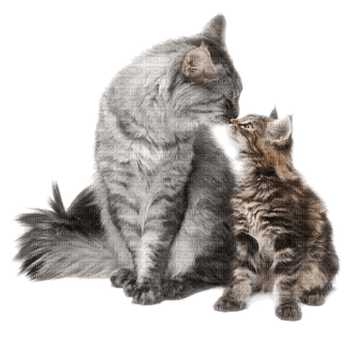 mom and baby cat kisses mere chat  bebe - Free PNG