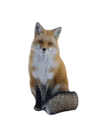 Transparent fox png - zadarmo png