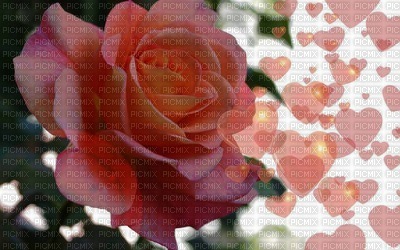 Très jolie Rose - darmowe png