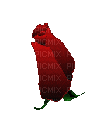 la rose rouge - GIF animate gratis